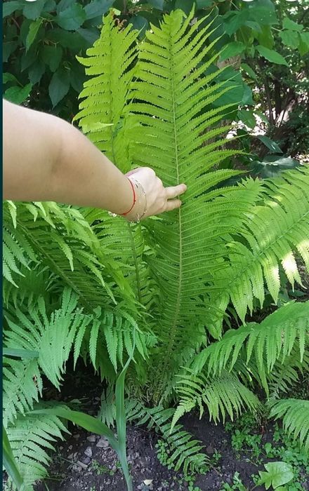 Rośliny starodawne Sadzonki kopane z gruntu