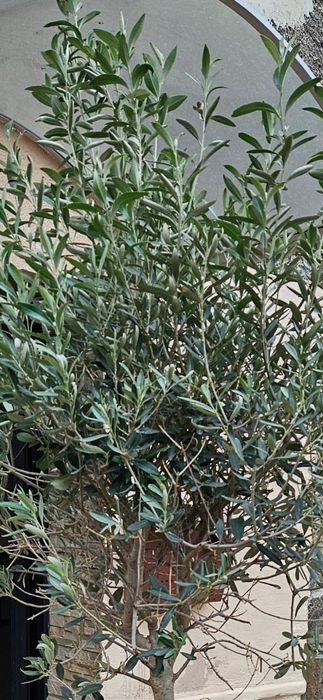 Oliwka euroejska drzewko oliwkowe