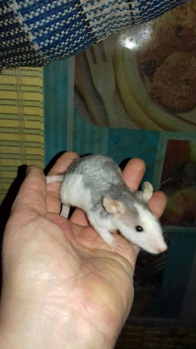 Ручные домашние крысята