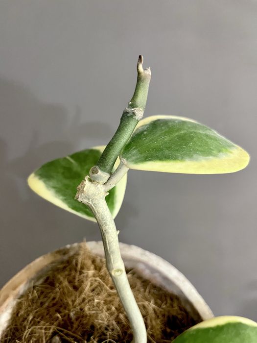 Hoya Kerri variegata