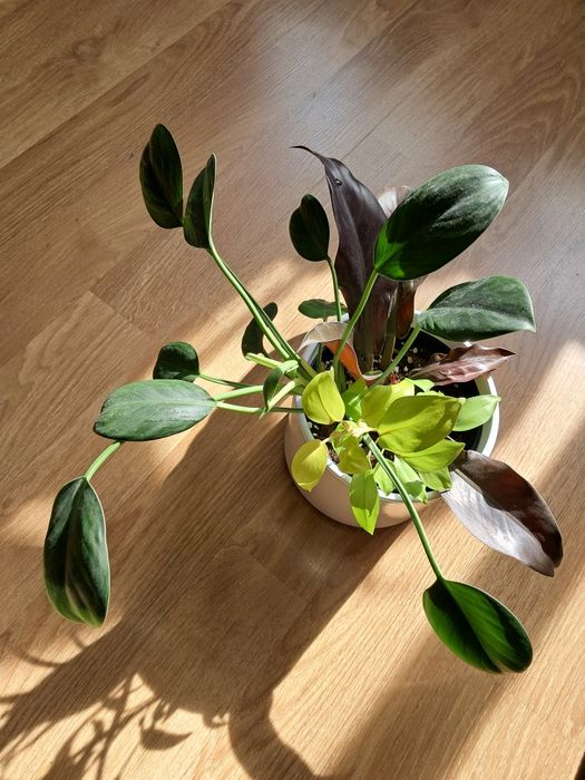 Philodendron, filodendron