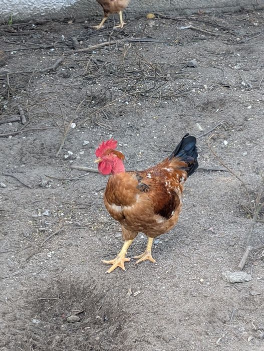 Galo de Raça Pescoço Pelado