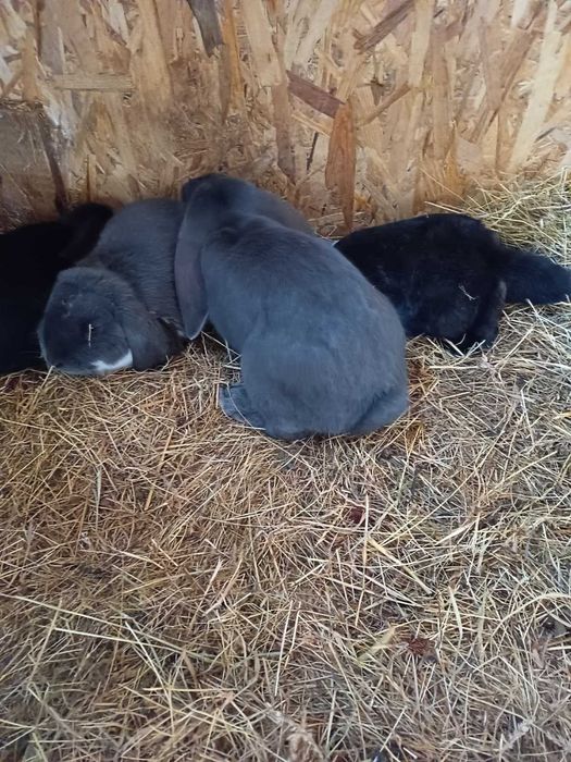 Króliki Baran Francuski