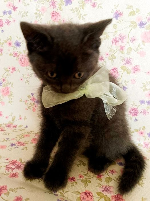 Продаються кошенята