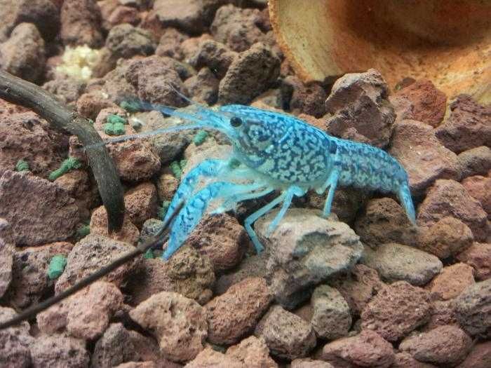 Raczek niebieski fajny zwierzak do akwarium