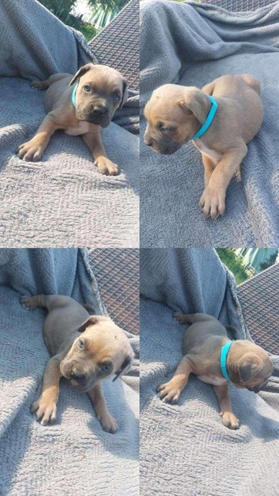 Cane Corso błękit,   Pregowany,  beżowy