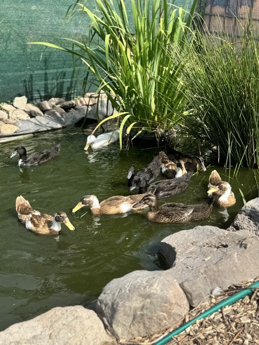 Biegusy indyjskie biegus kaczka kaczory  dziki , srokate