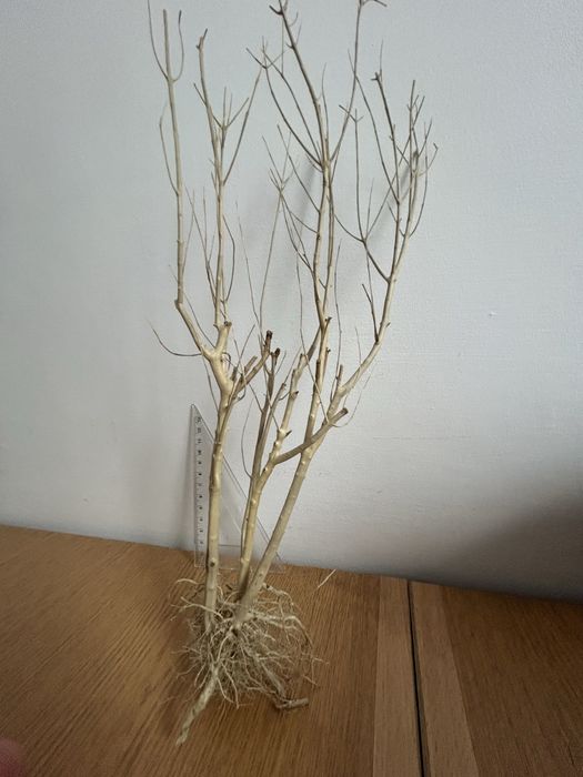 Korzeń do akwarium terrarium DIY ozdoba drzewko