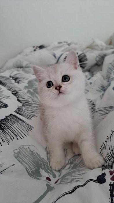 Scottish straight silver chinchilla