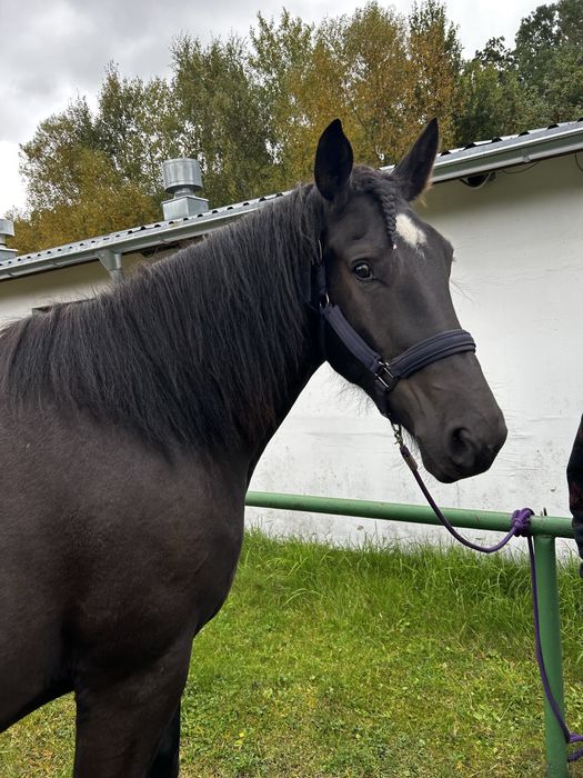 Wałach do współdzierżawy