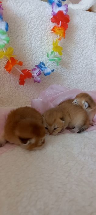 Золоті шиншили хлопчики і дівчатка.