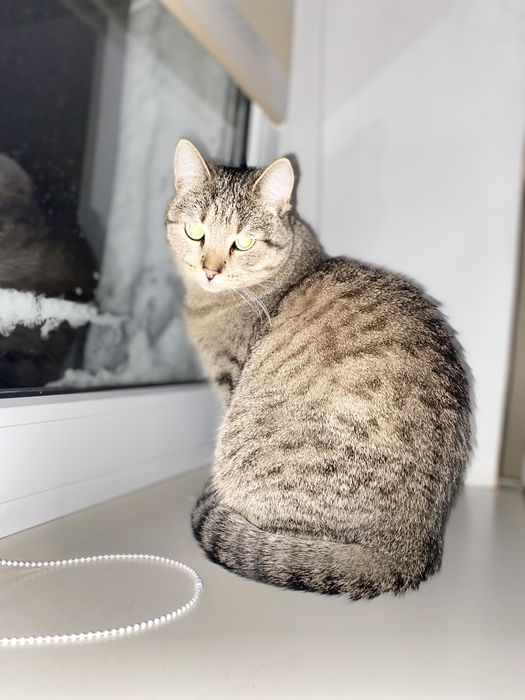 Віддам ласкаву кішечку в гарні руки