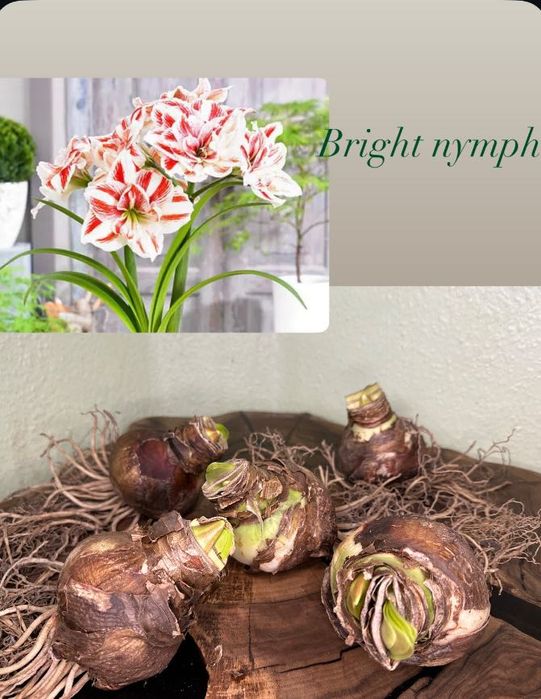 Фікуси, лимон, пілея, хлорофітум, очисток Бурріто