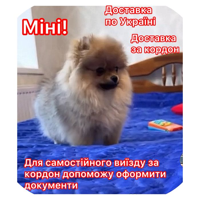 !!Vip!Дуже чекає нову маму Лялькова   міні дівчинка