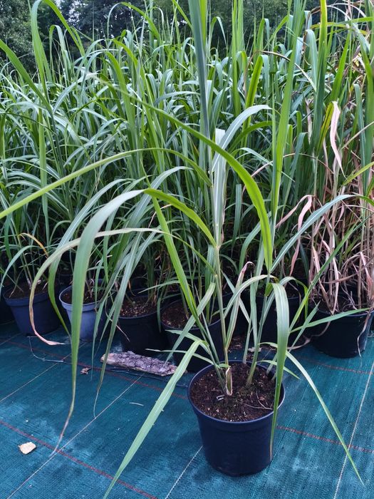 Miskant rozplenica stipa werbena