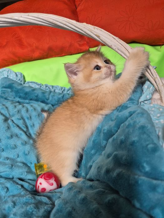 Ексклюзивні кошенята в золотій шубці !!!