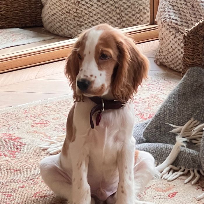 Male Cocker Spaniel Inglês – 3 Meses