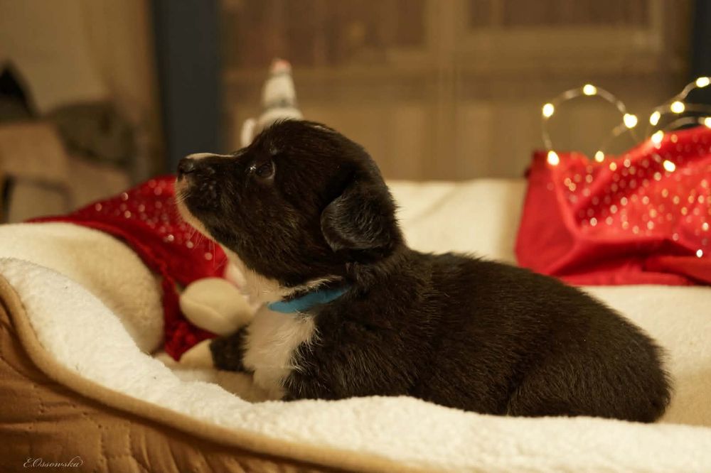 Szczeniak Welsh Corgi Cardigan FCI