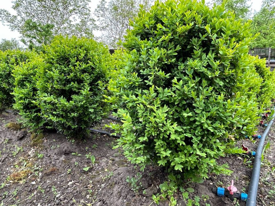 Самшит сформований біля 65 см