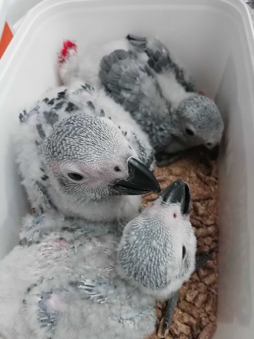 Papagaios Cinzentos de Cauda Vermelha