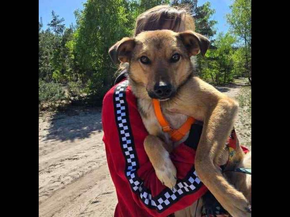 Wystraszony biedaczek ,błaga o dom.