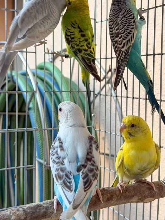 Periquitos-australianos (Criador Legal ICNF)