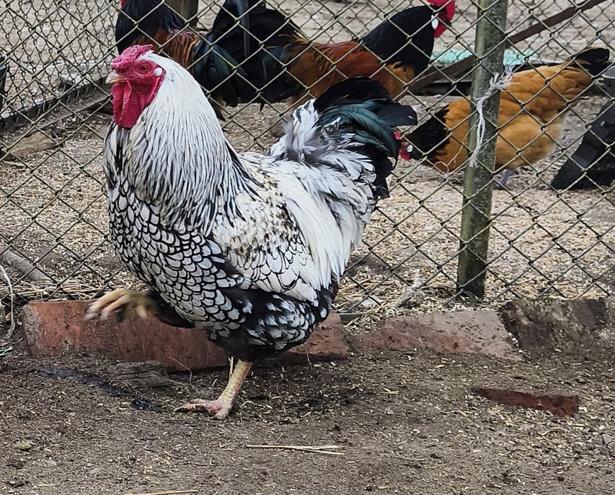 Sprzedam jaja lęgowe