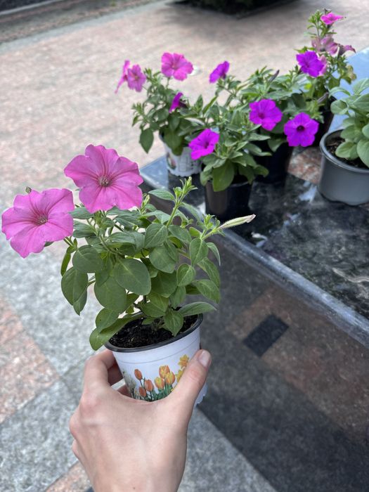 Петунія петуния петунья