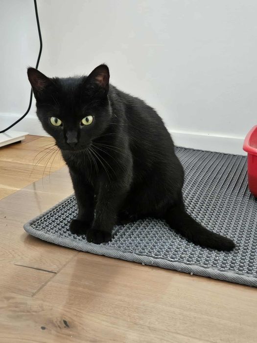 Adele czeka na adopcje