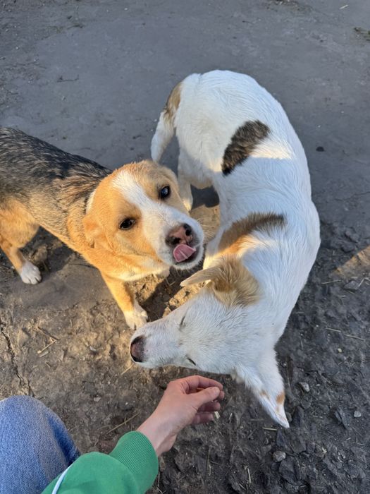 Цуценя, дівчинка активна