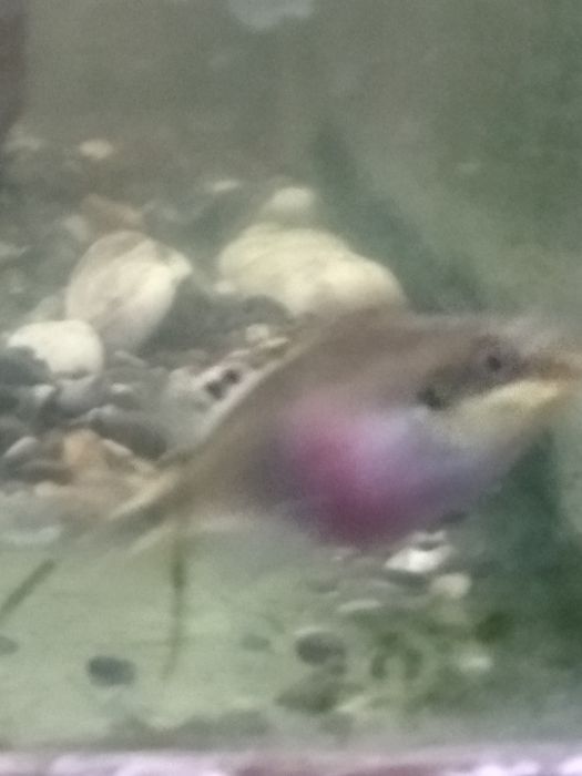 Продам рыбу домашнего разведения