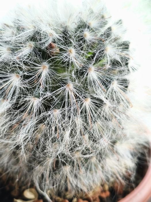 Мамілярія бокасана (mammillaria bocasana), дорослий пухнастий кактус 8 см. з дітками