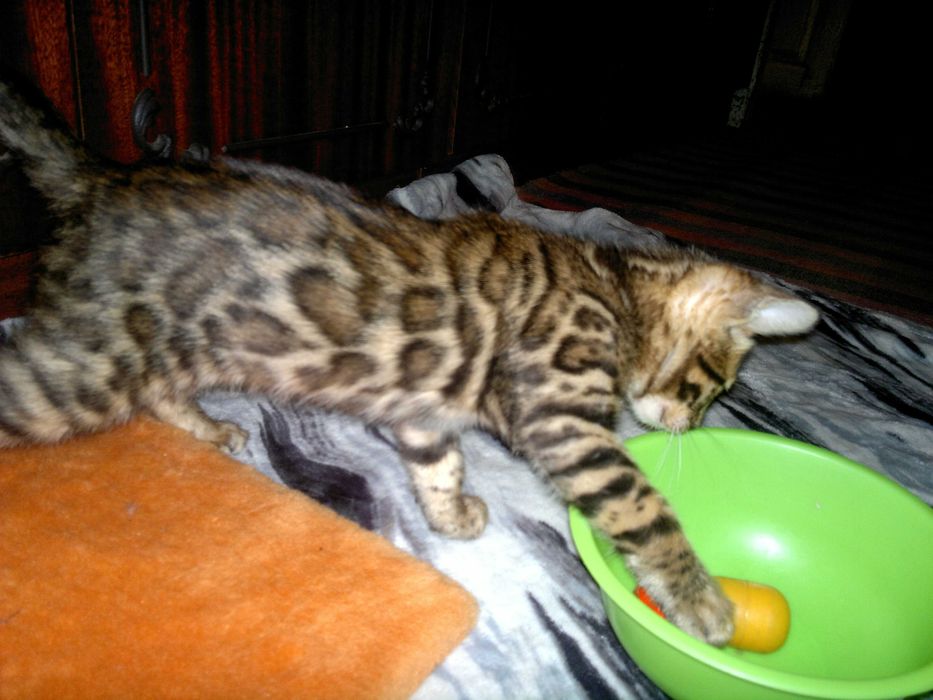 Бенгальський хлопчик BENn24