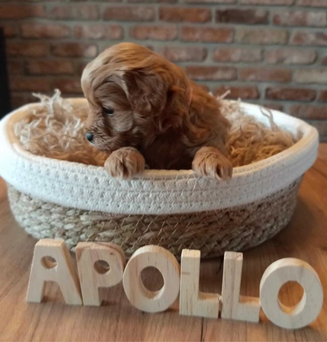 Доставка по усій країні Мальтипу міні,Мальтипу ф1 Мальтипу ф2 Мальтіпу