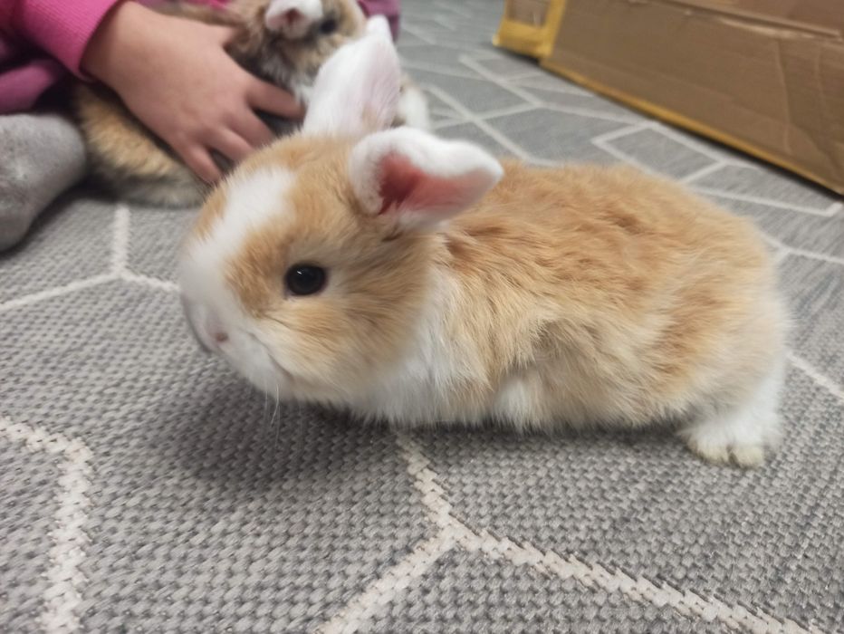 Królik miniaturek - baranek