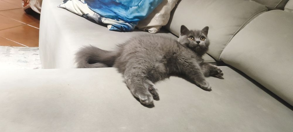 Gatinho Scottish straight