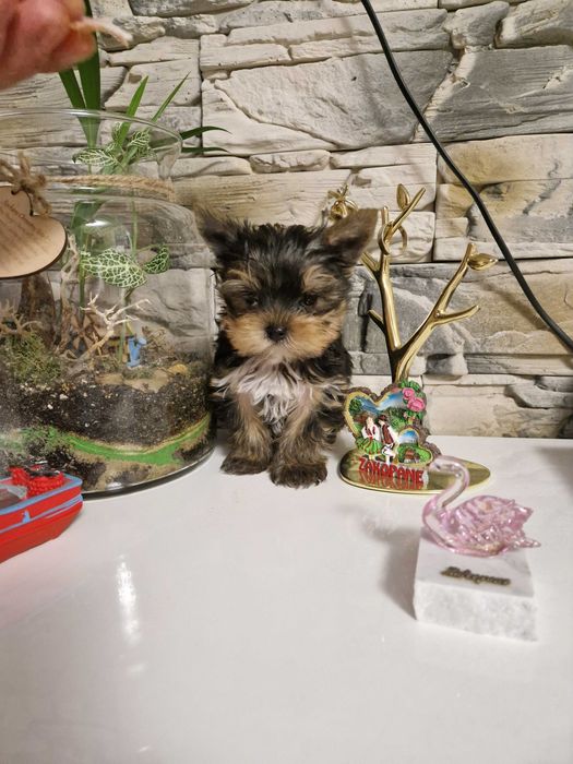 Yorkshire Terrier Piesek!!