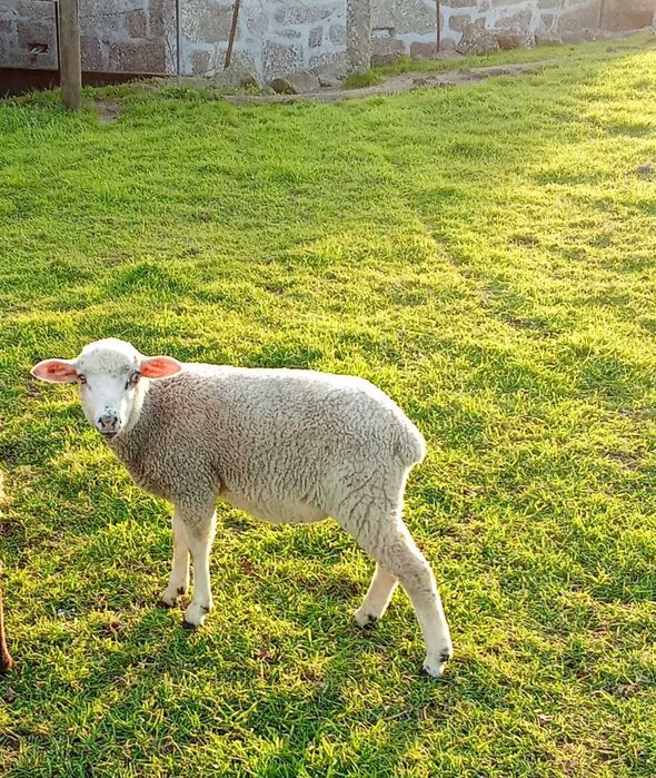 vendo anhos novo boa qualidade