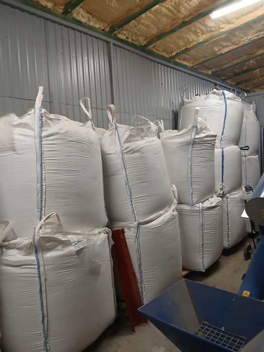 Pszenica jara KWS Dorium