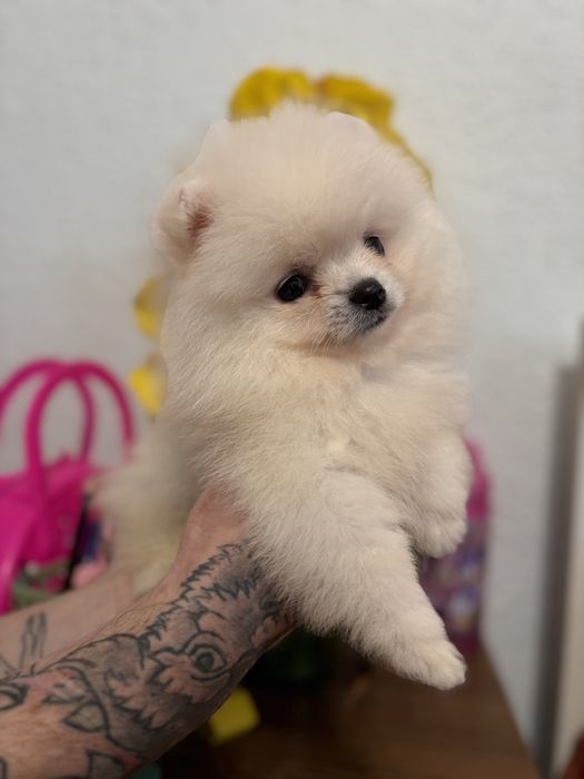 шикарний Ведмедик шоу класу