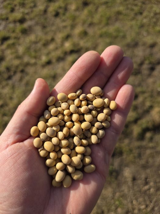 Soja Amiata sprzedam zbiór 2025, big bag, idealna na paszę dla kur, by