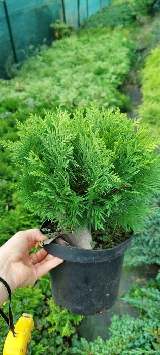 Шаровидні туї. Міріям, глобоза, тіні тім, тедді, ауреа глобоза.