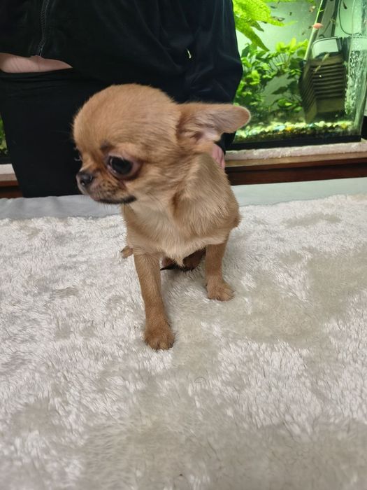 Продам мальчика чихуахуа