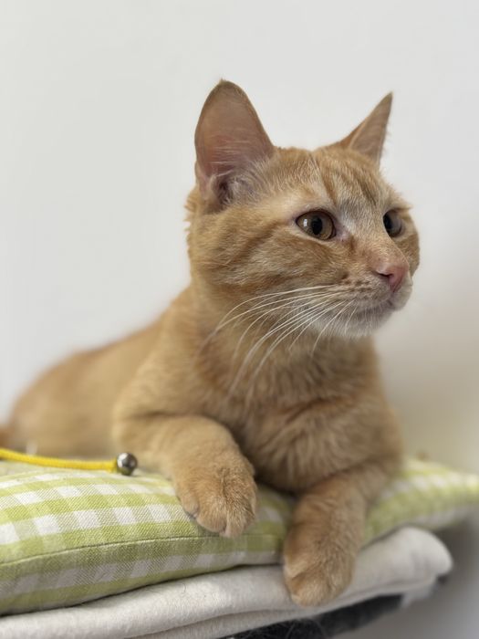 Кіт в добрі руки