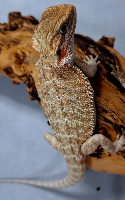 Agama brodata młoda samiczka Wołomin