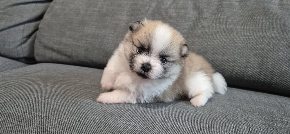 Spitz Anão macho