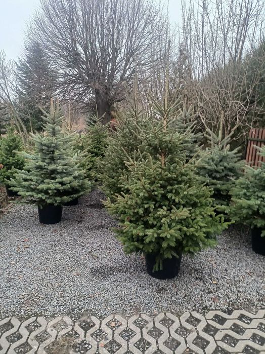 Choinki cięte w i donicach z własnej plantacji