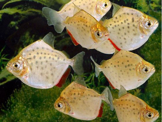 Метинис пятнистый Metynnis maculatus