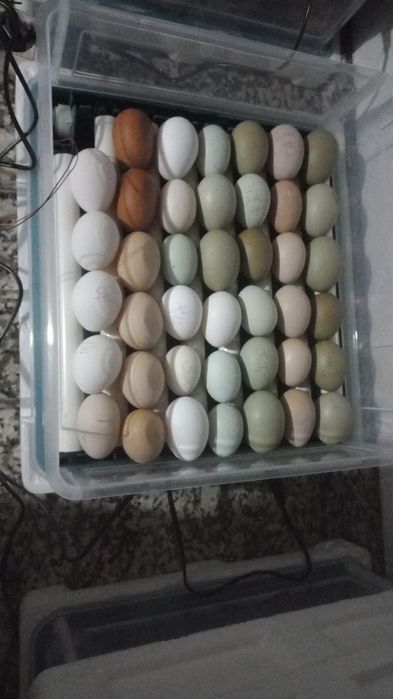 Chocadeira automática