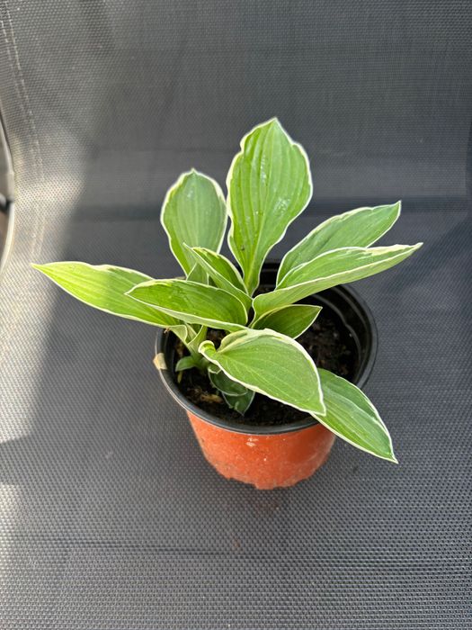 Hosta/Funki sadzonki